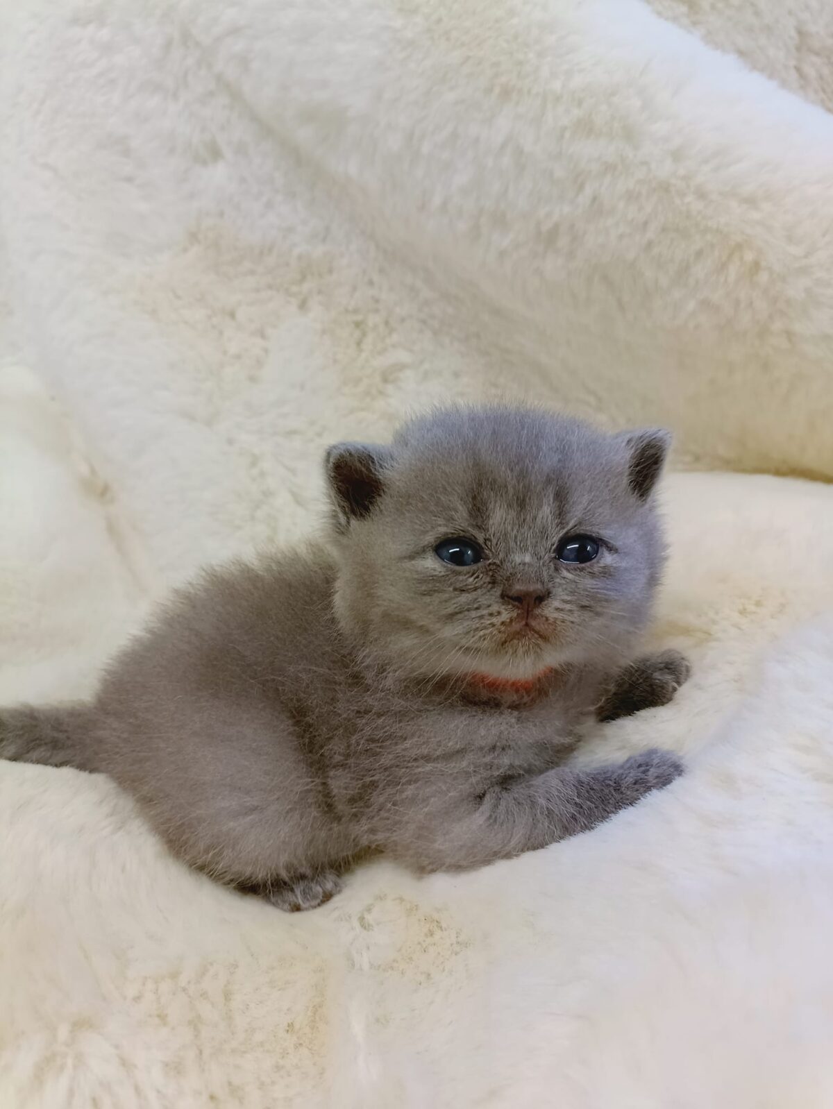 Ulysse  (collier orange) mâle british shorthair bleu vendu – Image 3