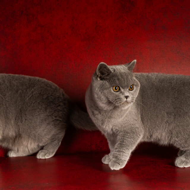 Anémone de Léomile