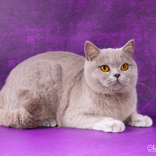Unicorn de  Léomile, femelle british shorthair lilas