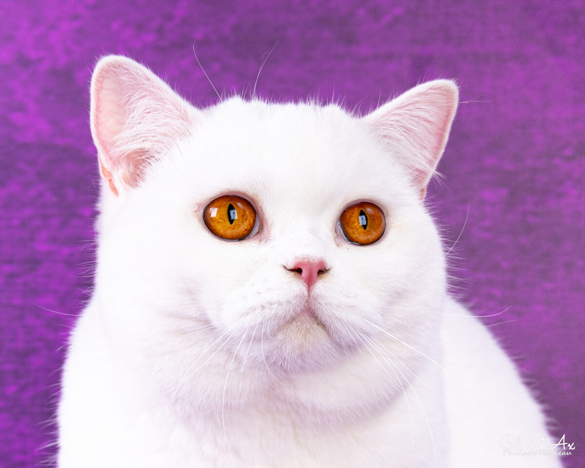 Upsie de Léomile, femelle blanche shorthair