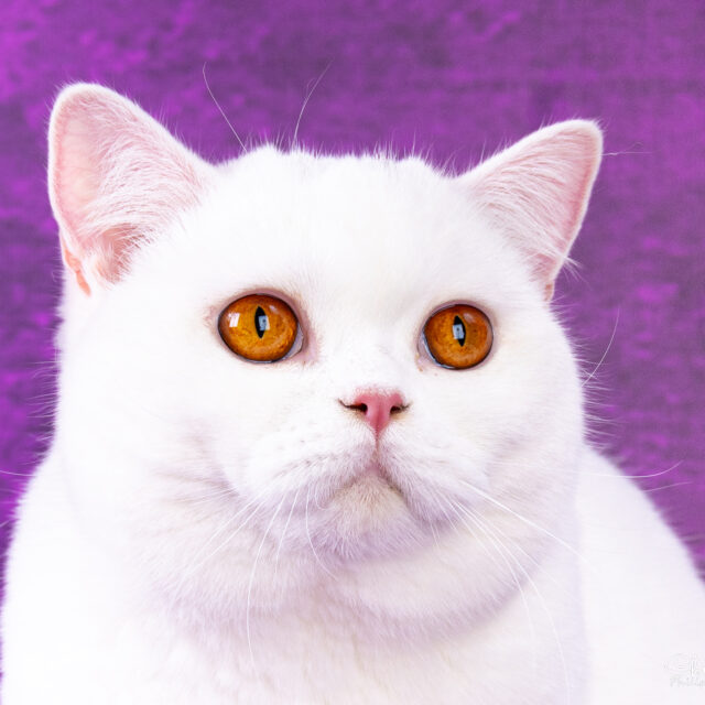 Upsie de Léomile, femelle blanche shorthair