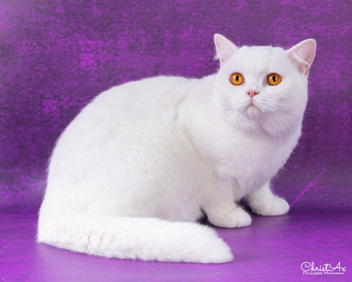 Upsie de Léomile, femelle blanche shorthair – Image 10