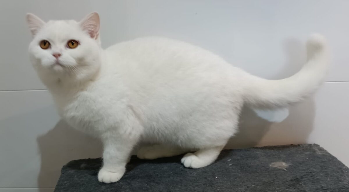 Upsie de Léomile, femelle blanche shorthair – Image 3