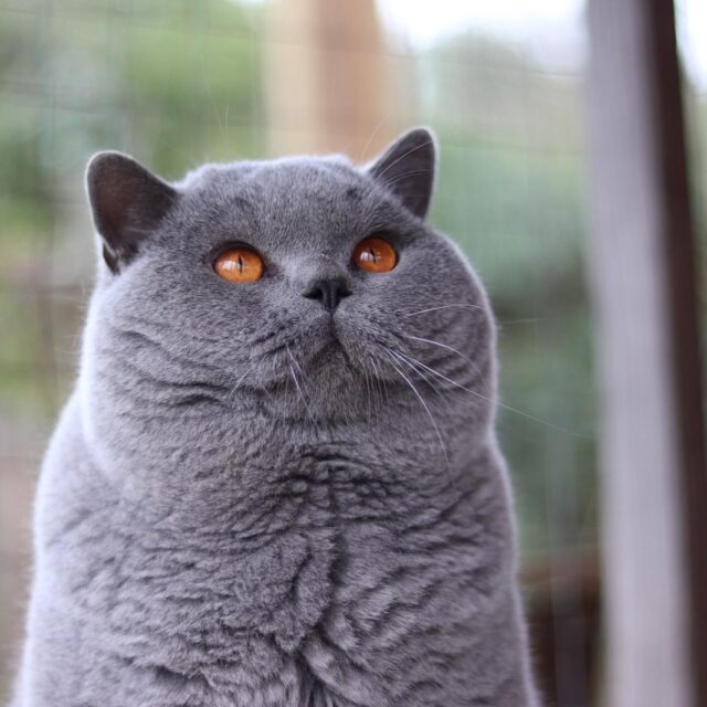 Upsilon des Lous de Cayac