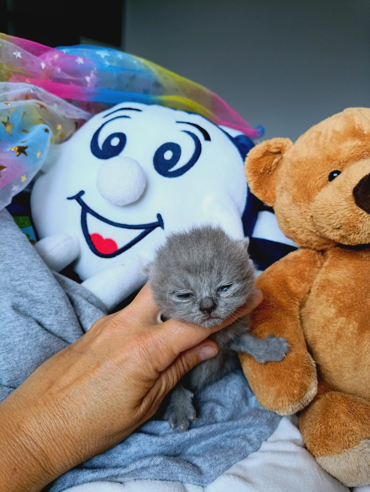 Ulysse  (collier orange) mâle british shorthair bleu vendu